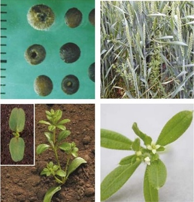 Cleavers at four growth stages